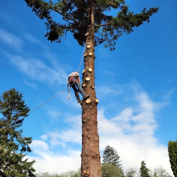 limbing trees